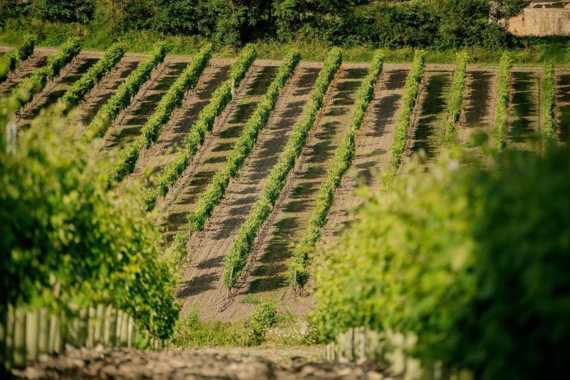 At the root of the LOUIS XIII blend: the terroir of Grande Champagne
